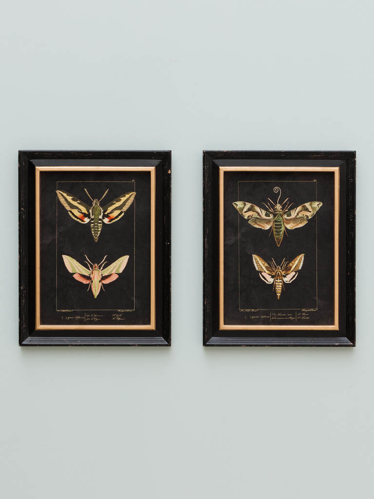 S/2 colored butterfly frames - 1