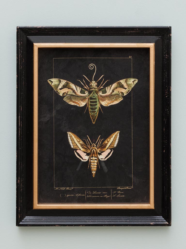 S/2 colored butterfly frames - 4