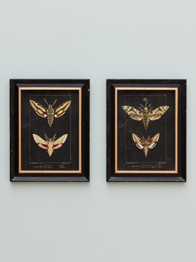 S/2 butterfly frames
