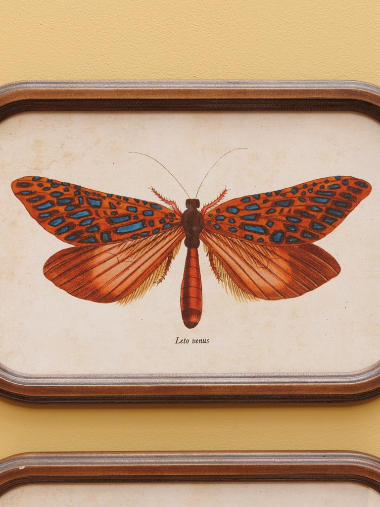 S/2 frames Butterfly - 3