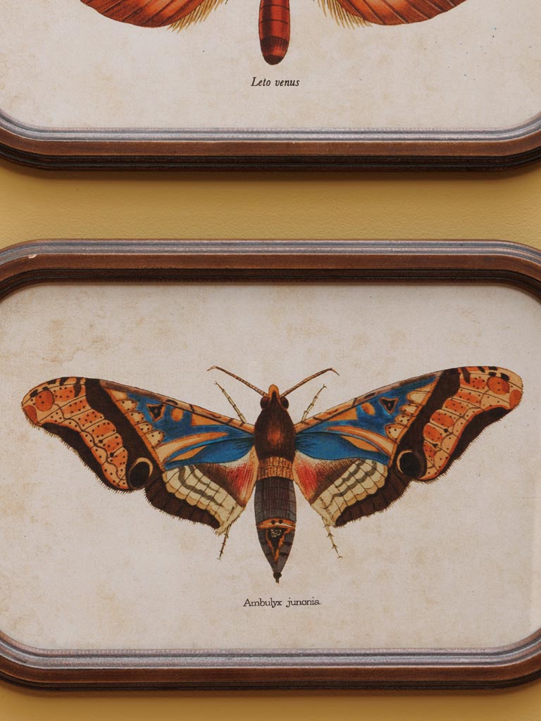 S/2 frames Butterfly - 4