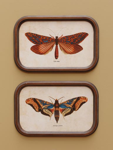 S/2 frames Butterfly