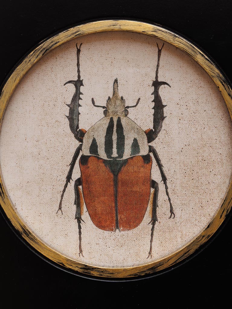 S/2 frames Beetles - 5
