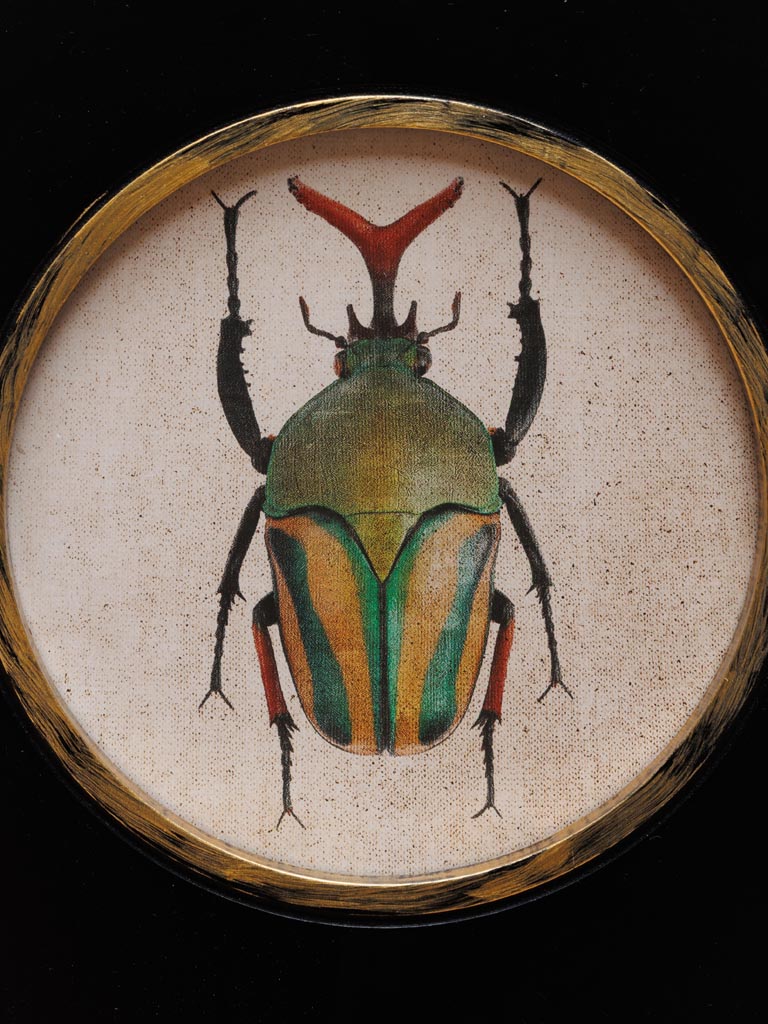 S/2 frames Beetles - 4