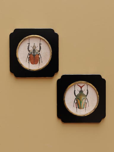 S/2 frames Beetles