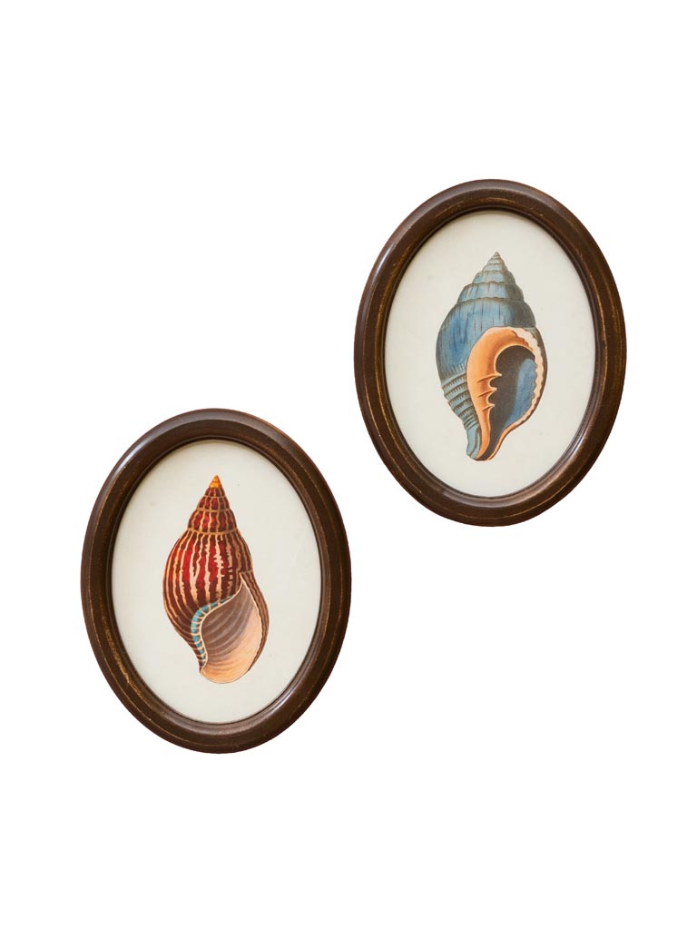 S/2 cadres coquillages - 2