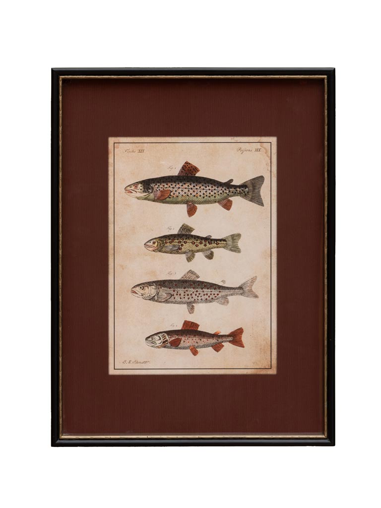Cadre antique poissons - 2