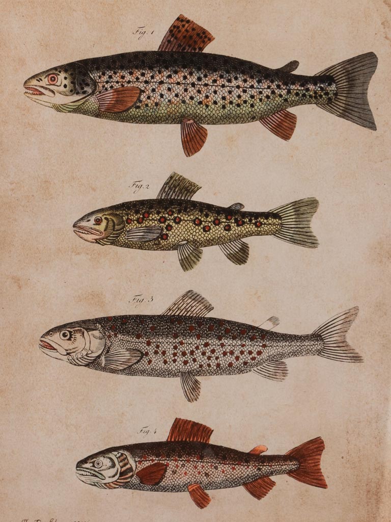 Cadre antique poissons - 3