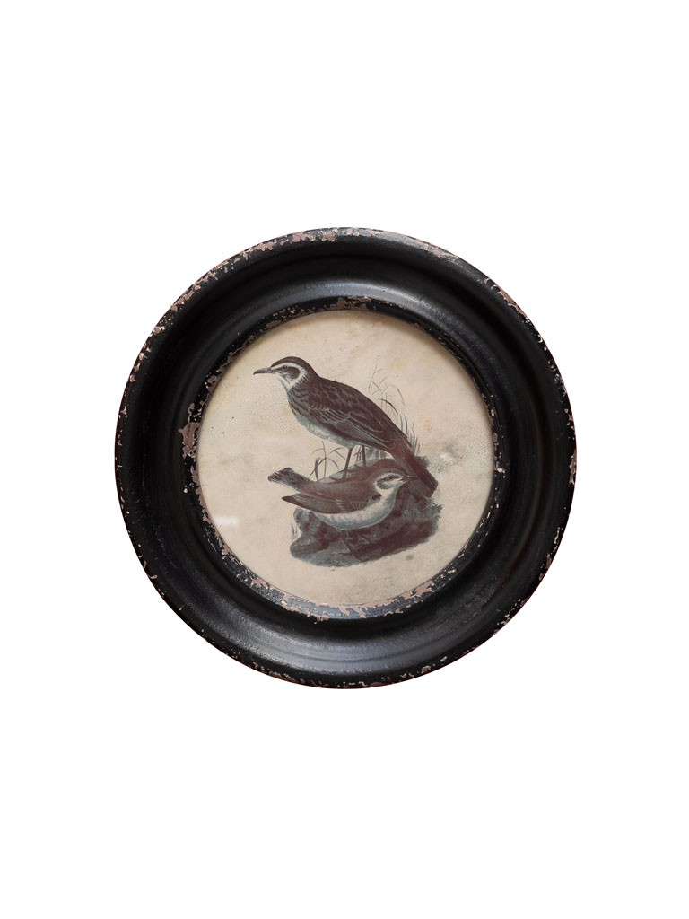 Round frame birds with long beak - 2