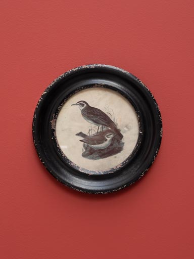 Round frame birds with long beak