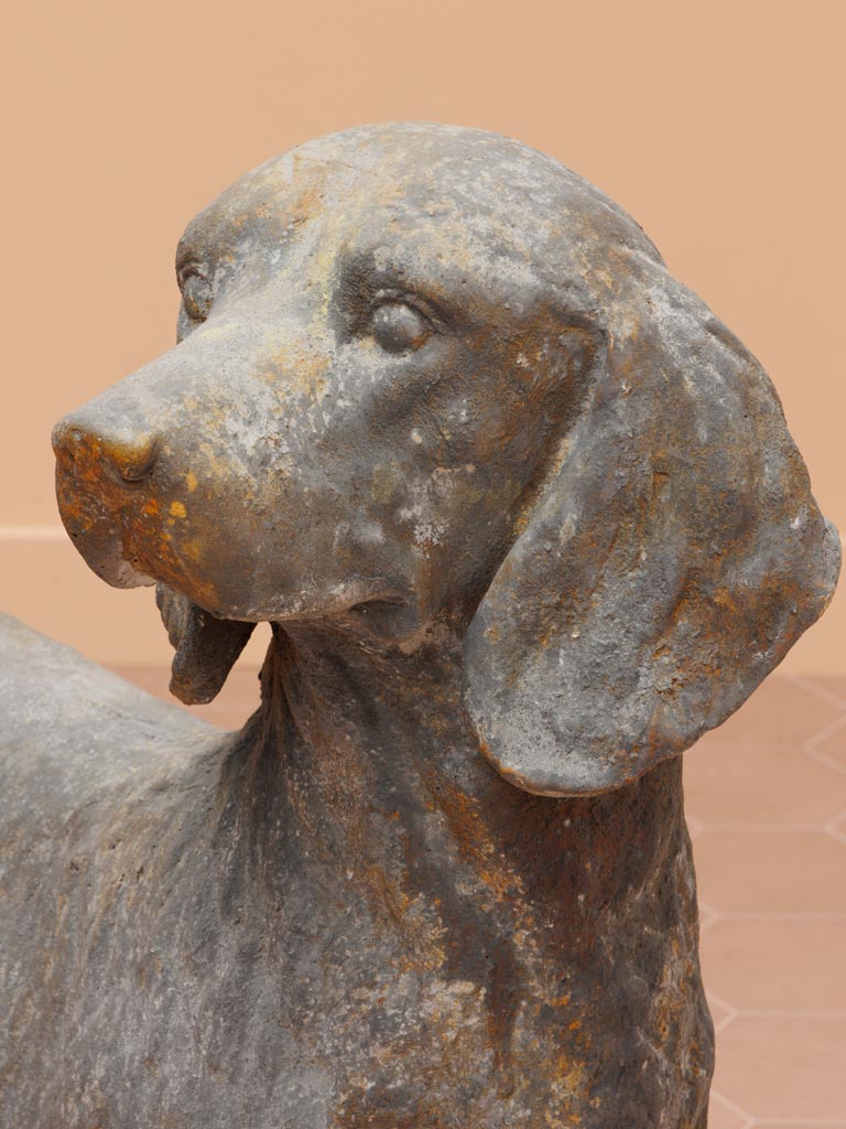 large outdoor dog - 4