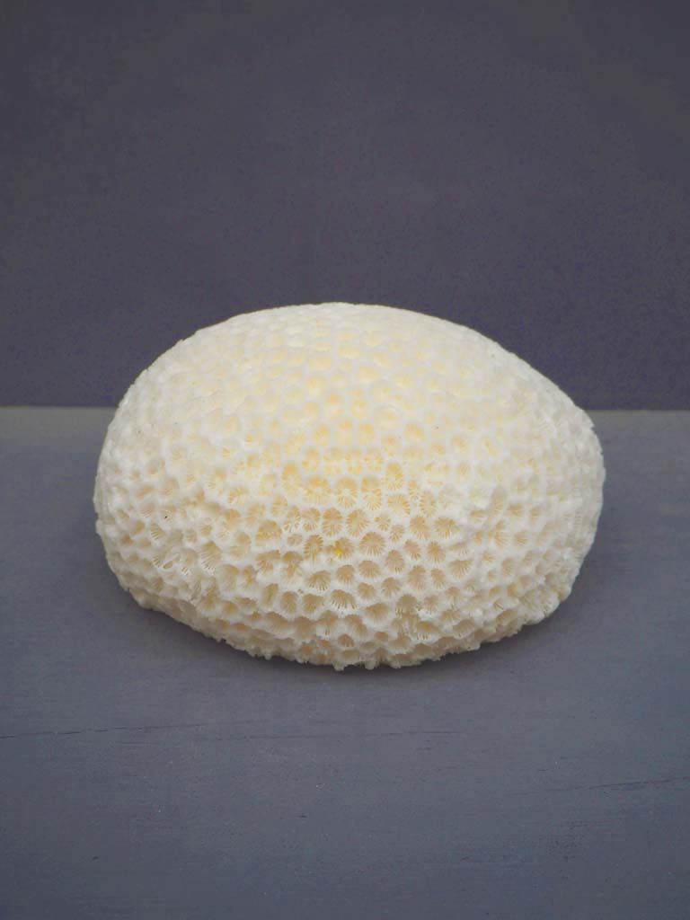 Table lamp LED Small Coral - 1