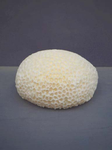 Table lamp LED Small Coral